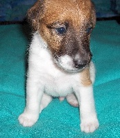 des Bouquinvilles - Fox Terrier Poil lisse - Portée née le 04/02/2008