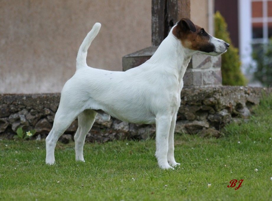 Spéciale de race à Lamotte Beuvron