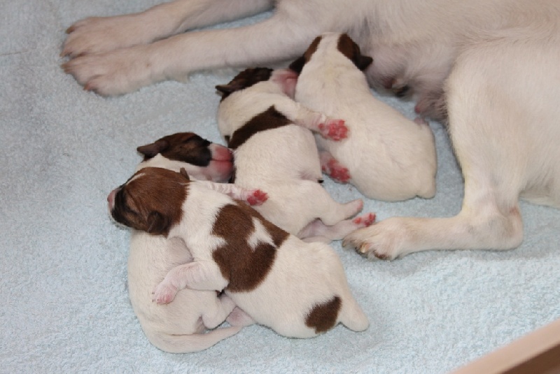 Les chiots de Flying Girl/Little Boy, puis dans leur nouv elle famille
