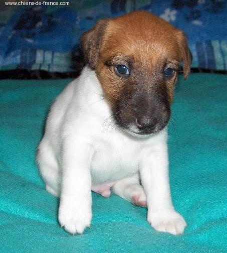 des Bouquinvilles - Fox Terrier Poil lisse - Portée née le 04/02/2008